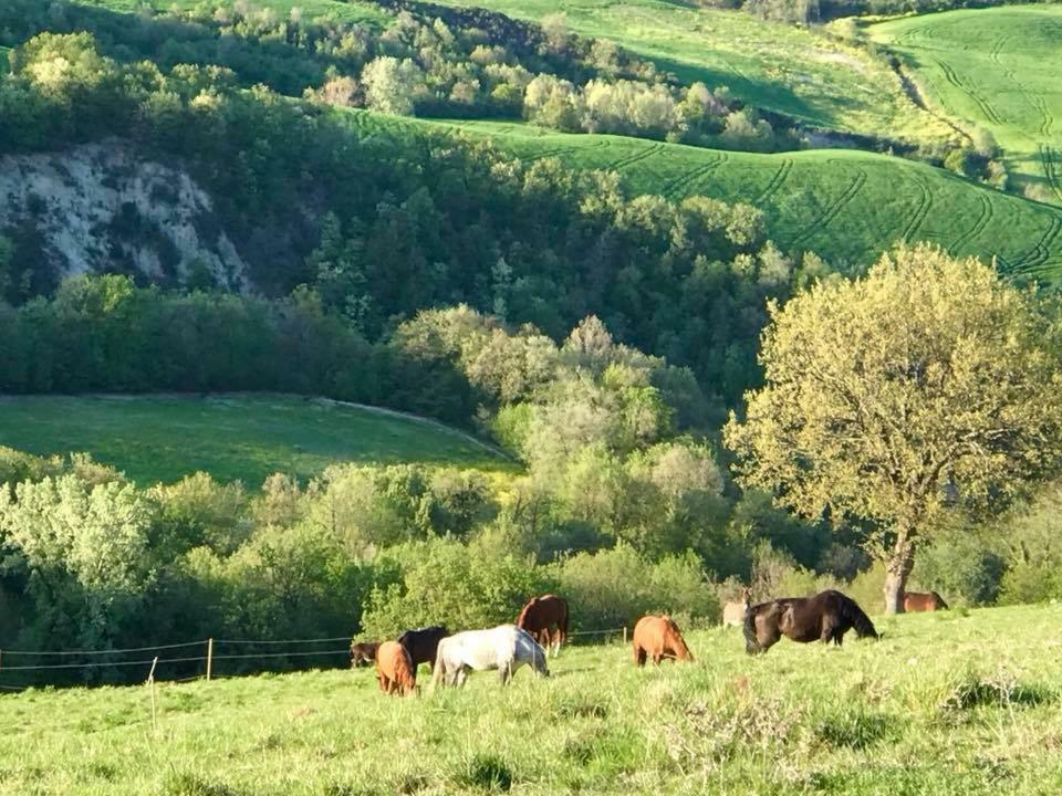 Agriturismo "Le Cannelle" Spa & Day Wellness Villa Fossombrone Eksteriør bilde